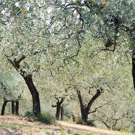 B&B Lavanda E Rosmarino Assisi Exterior photo