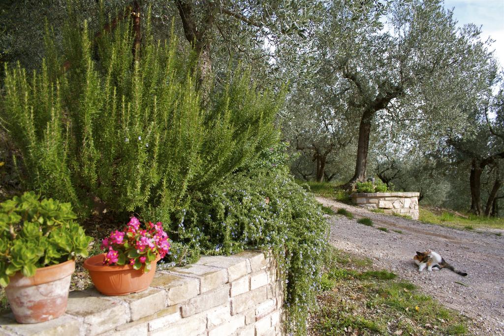 B&B Lavanda E Rosmarino Assisi Exterior photo
