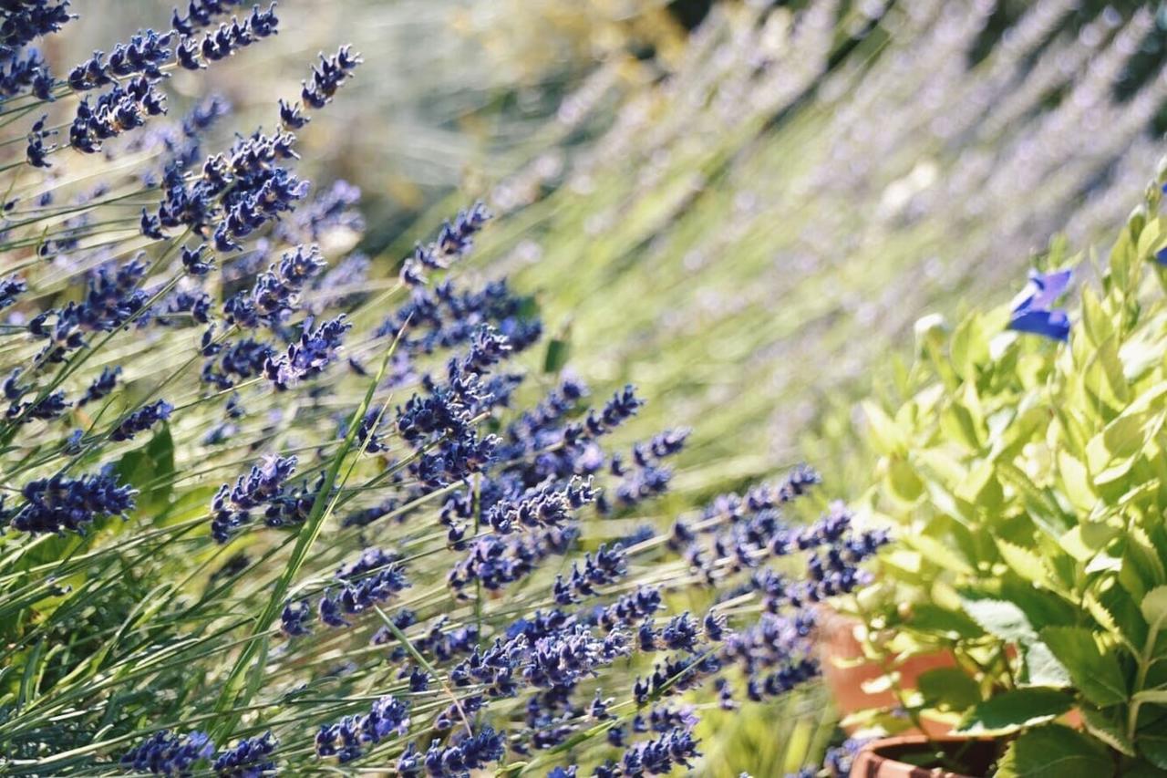 B&B Lavanda E Rosmarino Assisi Exterior photo